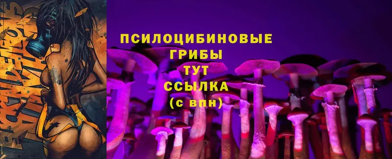 Псилоцибиновые грибы Psilocybe  Кольчугино 